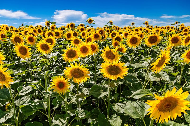 Sunflowers