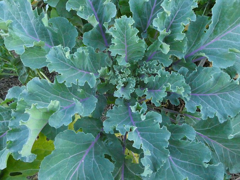 Kale