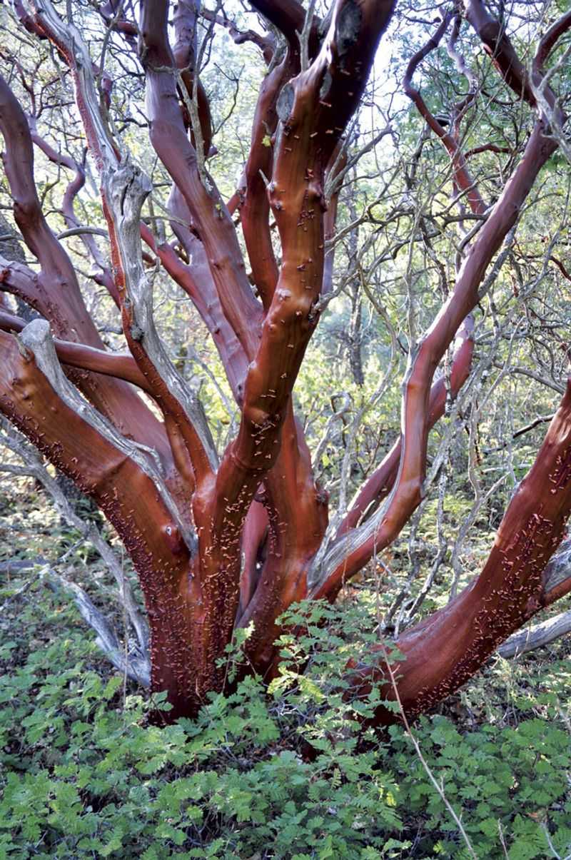 Mariposa Manzanita (Arctostaphylos mariposa)