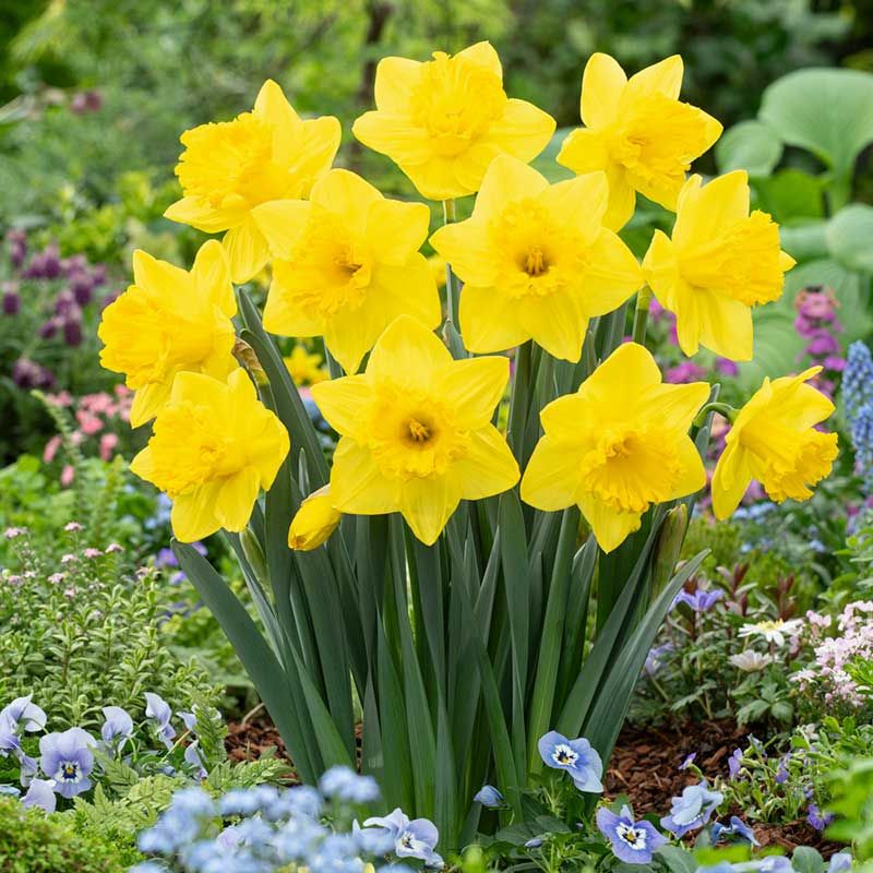 Daffodils