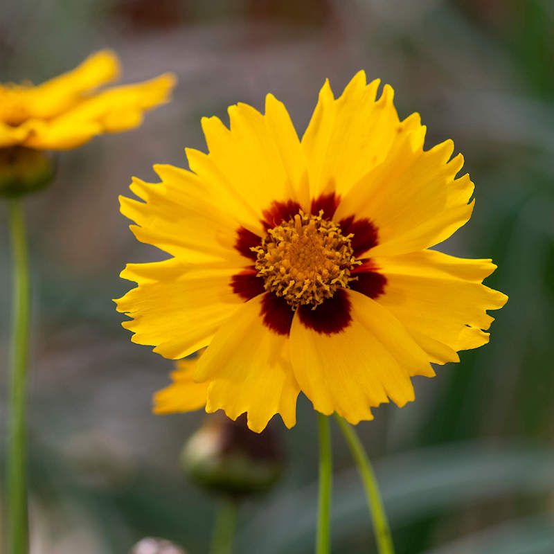 Coreopsis