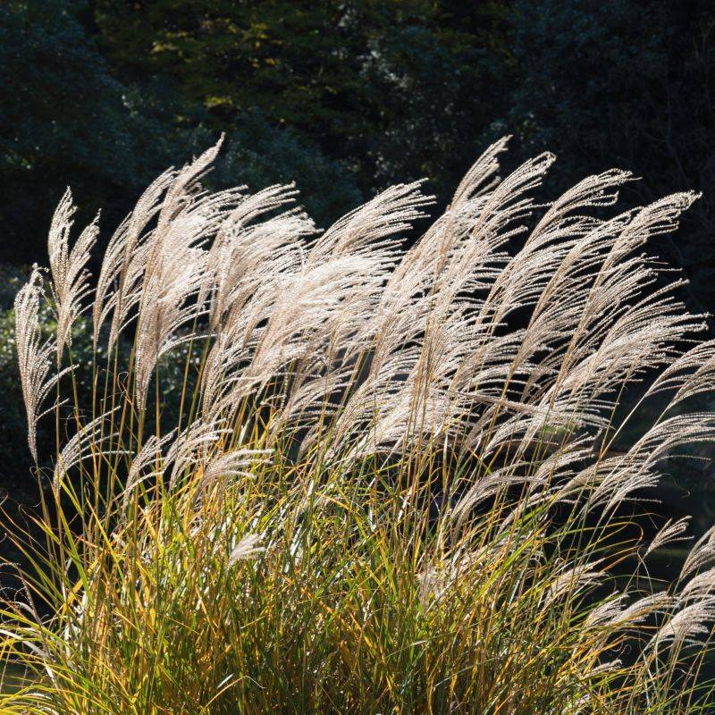 Japanese Silver Grass