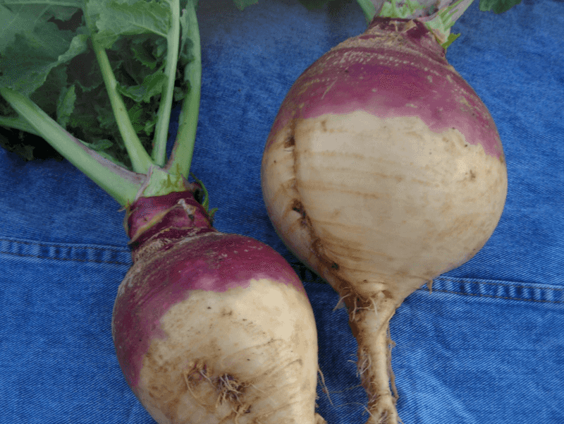 Rutabaga