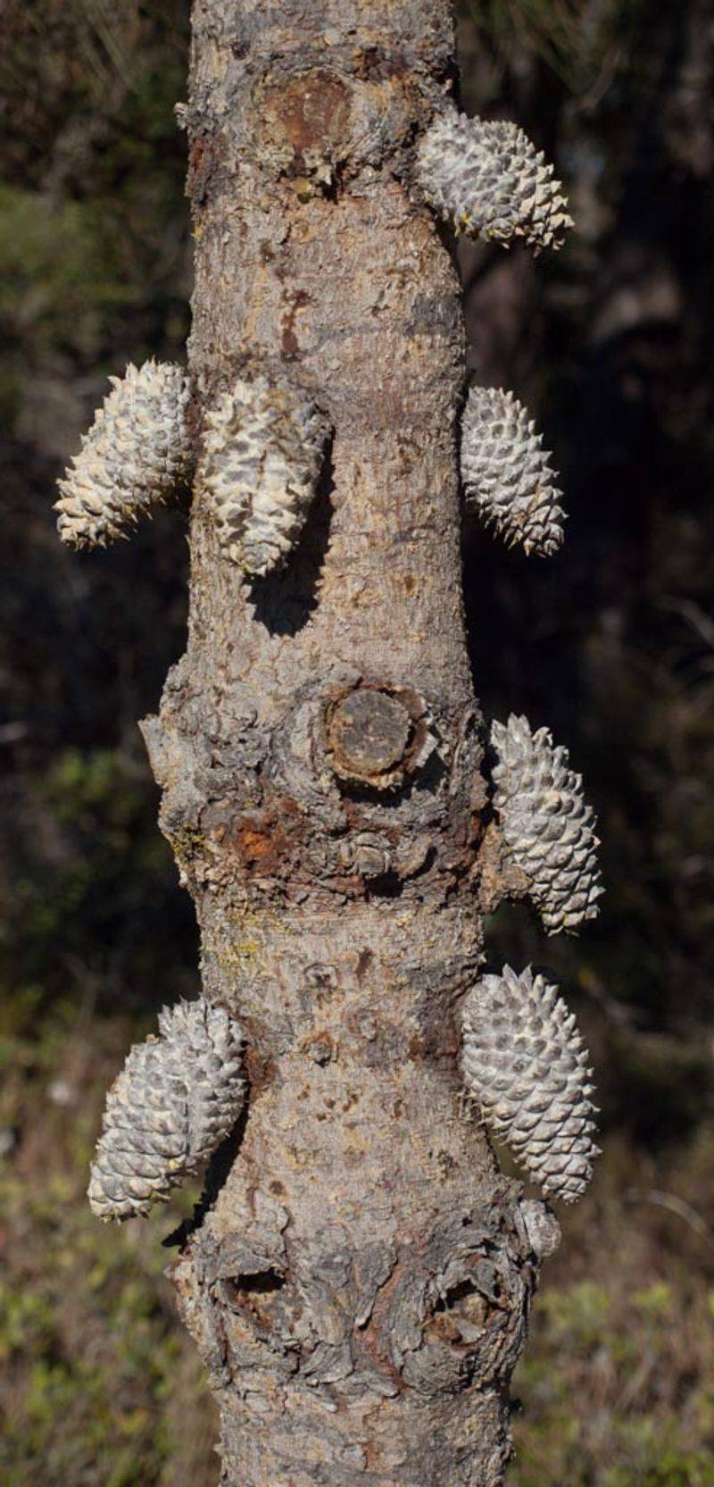 Bishop Pine (Pinus muricata) – California Variety
