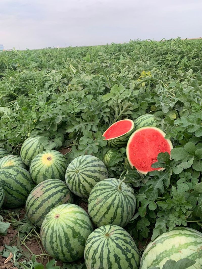 Watermelons