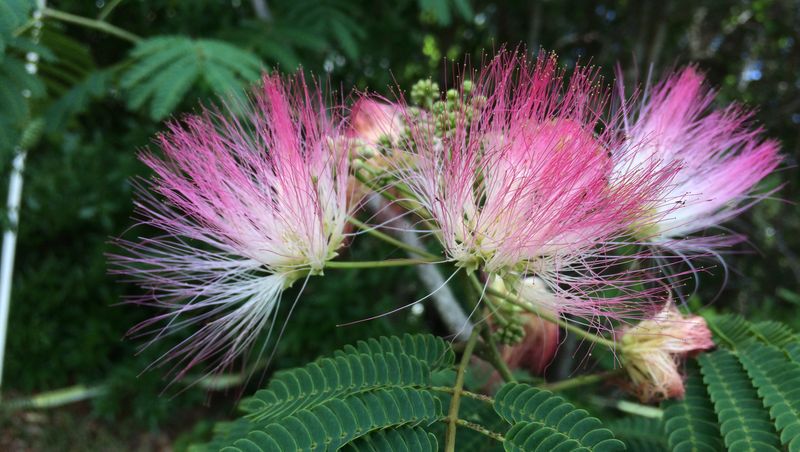 Mimosa Tree - The Pink Menace