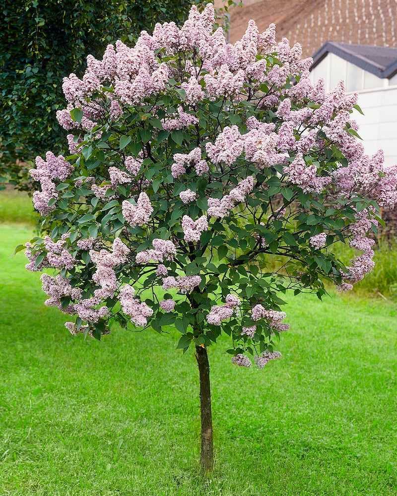 Lilac Tree