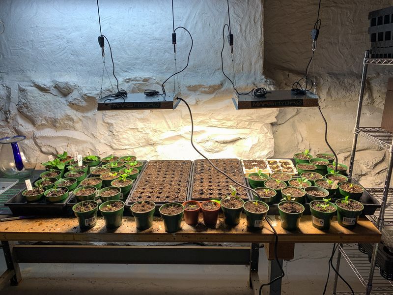 Start Seeds Indoors for a Head Start