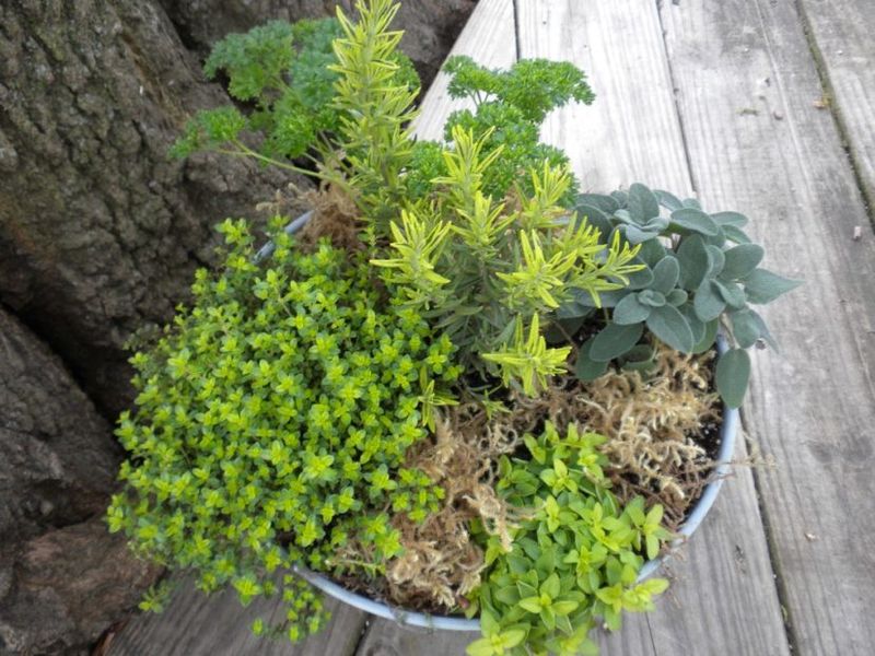 Select Heat-Tolerant Herbs That Love Our Climate