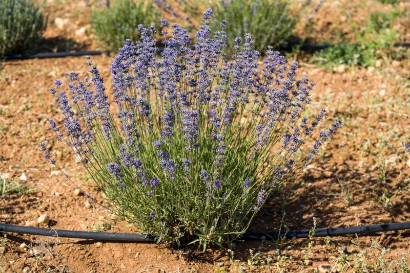 Plant in Well-Draining, Sandy Soil
