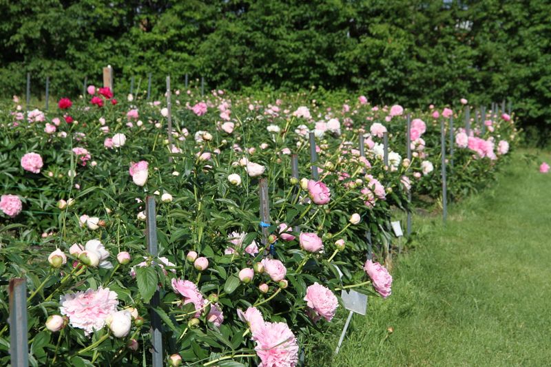 Optimal Planting Time