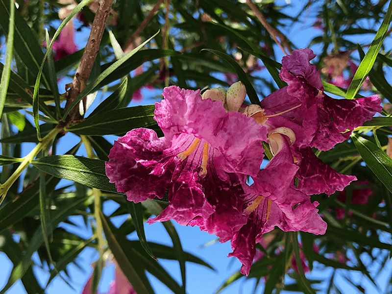 Desert Willow