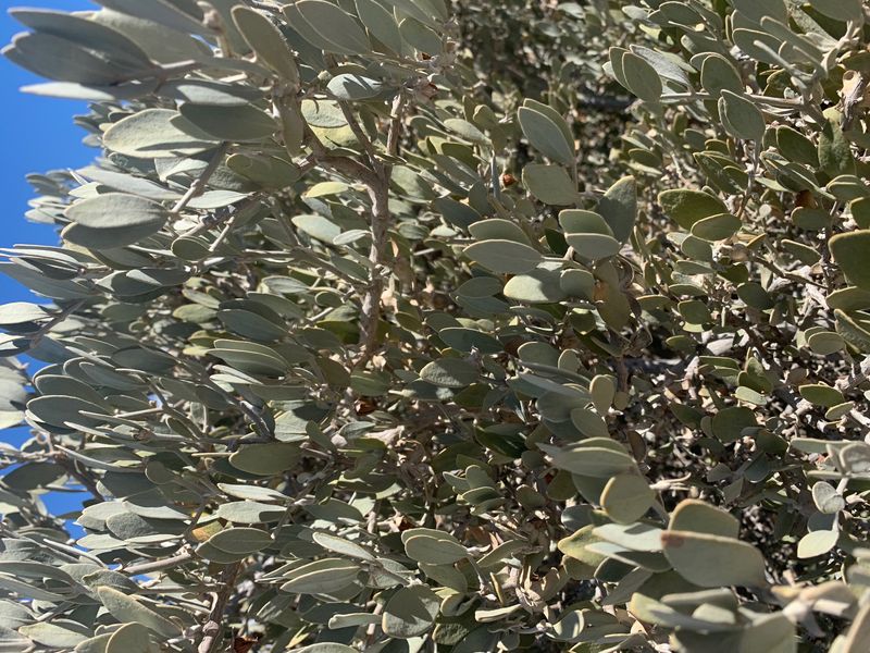 Jojoba