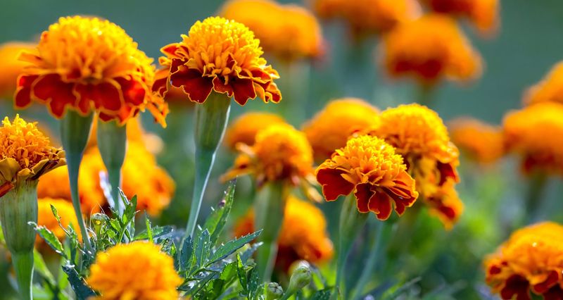 Marigolds: Colorful Guardians of Your Garden