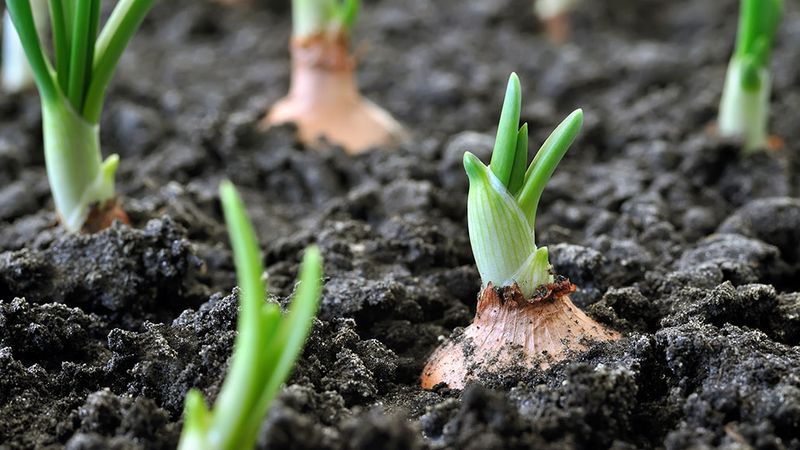 Onion Skins Build Disease-Fighting Soil