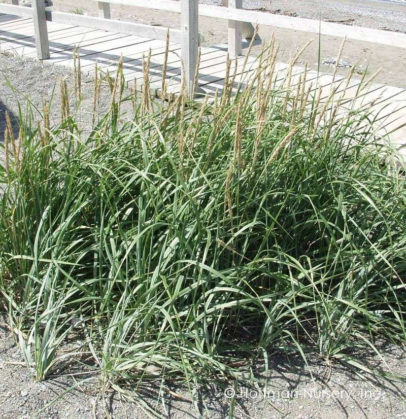 Beach Grass (Ammophila breviligulata)