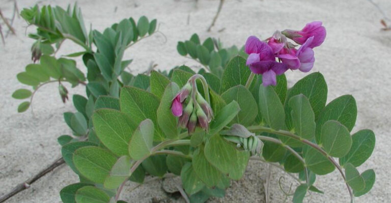 Coastal Gardening in Rhode Island: Plants That Love the Sea Breeze
