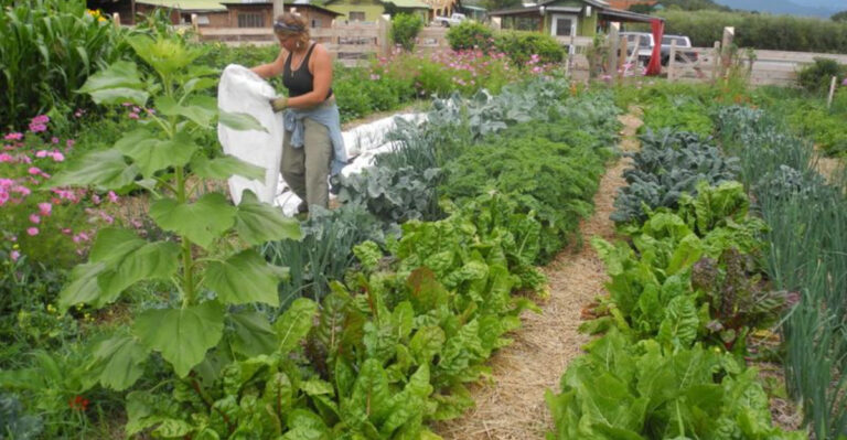 Colorado Mountain Gardening: How to Plant at High Altitudes