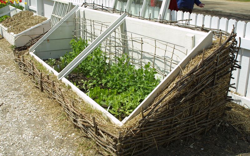 Cold Frames: Your Garden's Cozy Winter Blanket