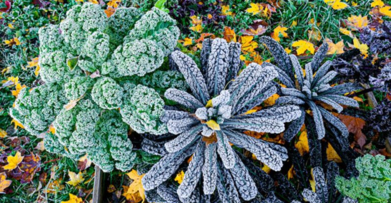Colorado’s High-Altitude Gardening Hack That Outsmarts Frosty Nights