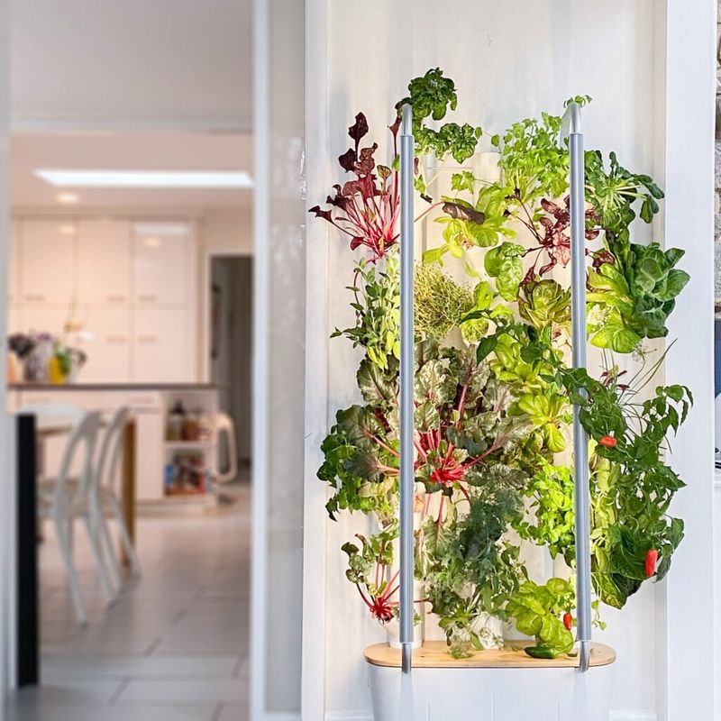Indoor Hydroponic System
