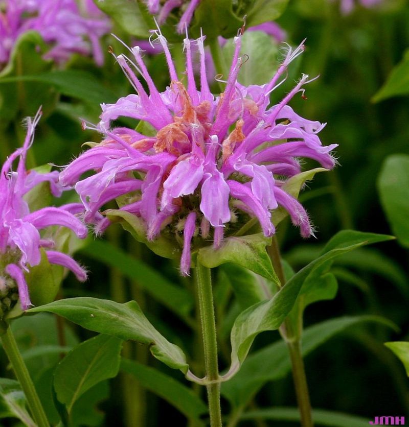 Wild Bergamot Creates Fragrant Pollinator Highways