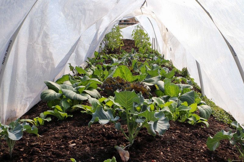 Extend Your Season with Simple Tricks