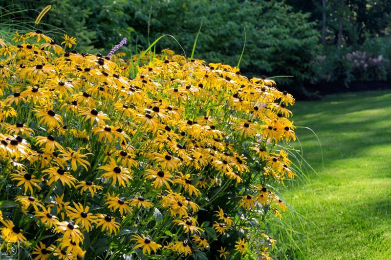 Black-Eyed Susans: Sunshine in Every Season