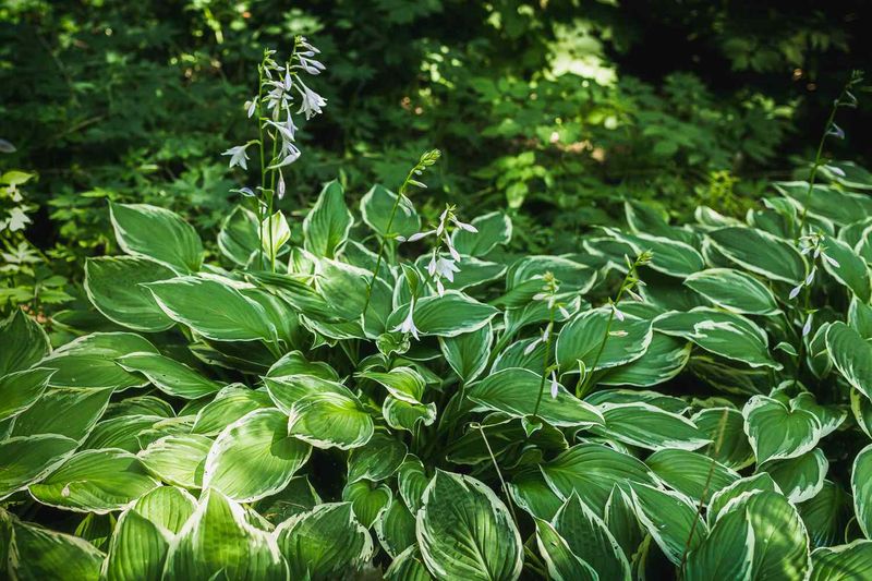 Hostas