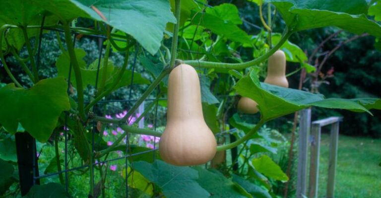 Connecticut Gardening Ideas: Best Crops for New England Climates