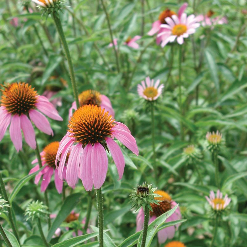 Purple Coneflower