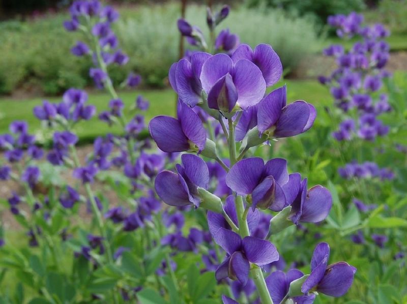 False Indigo