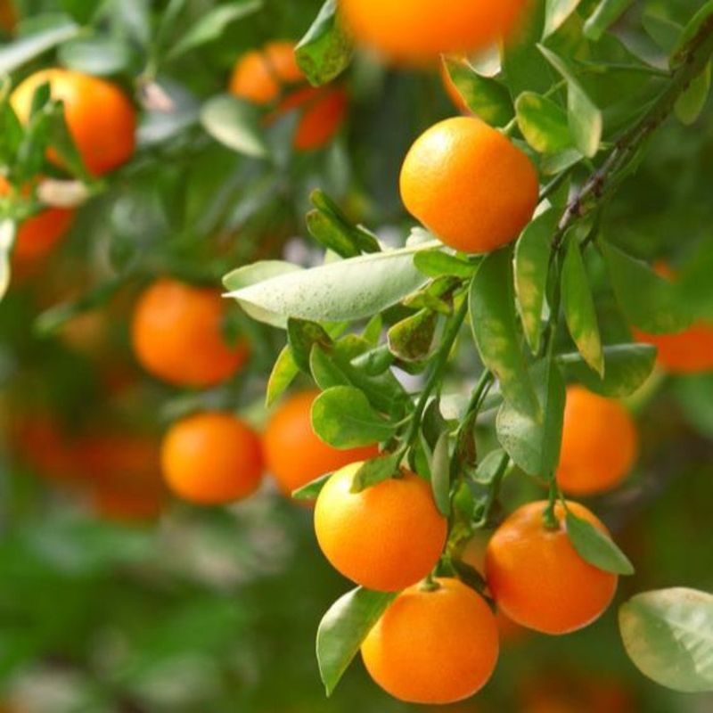 Citrus Tree