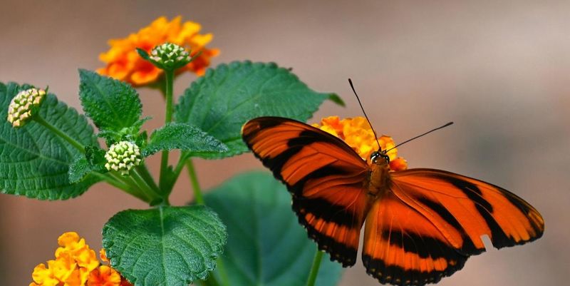 Lantana: Heat-Loving Butterfly Buffets