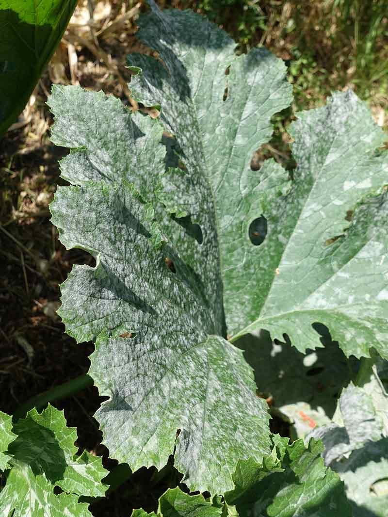 Prevent Fungal Diseases Before They Start