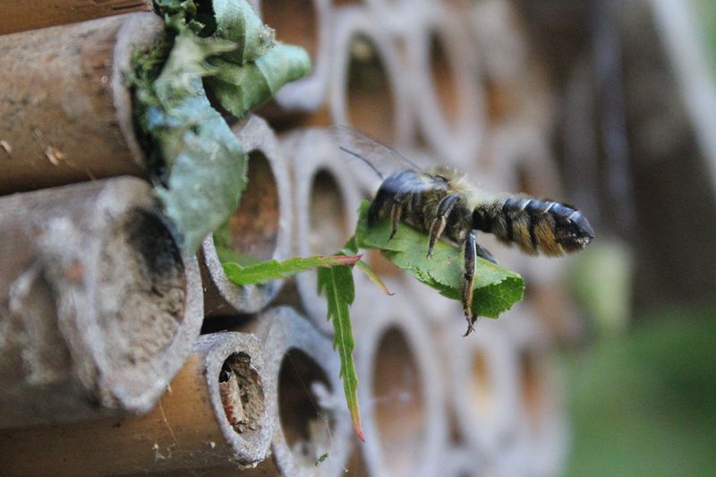 Build Simple Bee Nesting Sites