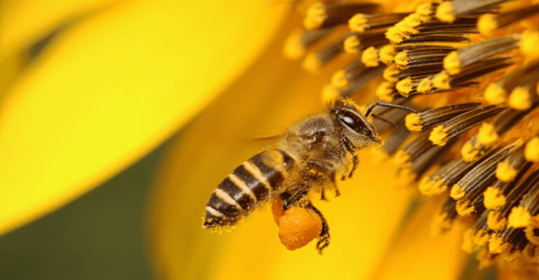 Creating a Bee-Friendly Garden in Kentucky
