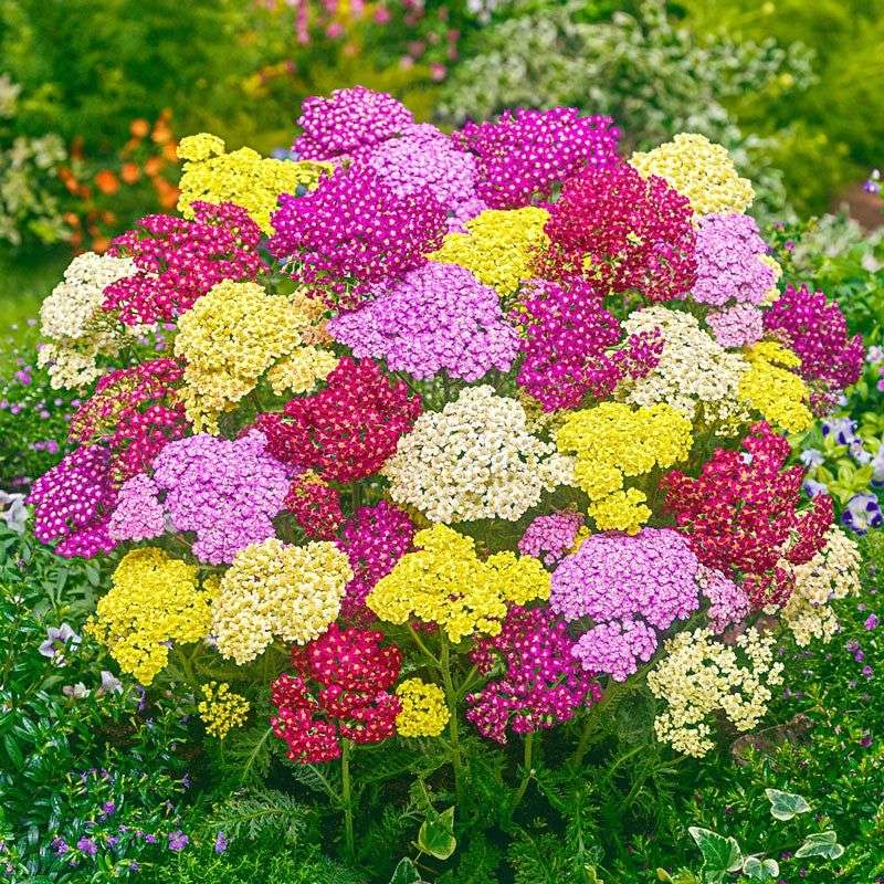 Yarrow (Achillea millefolium)