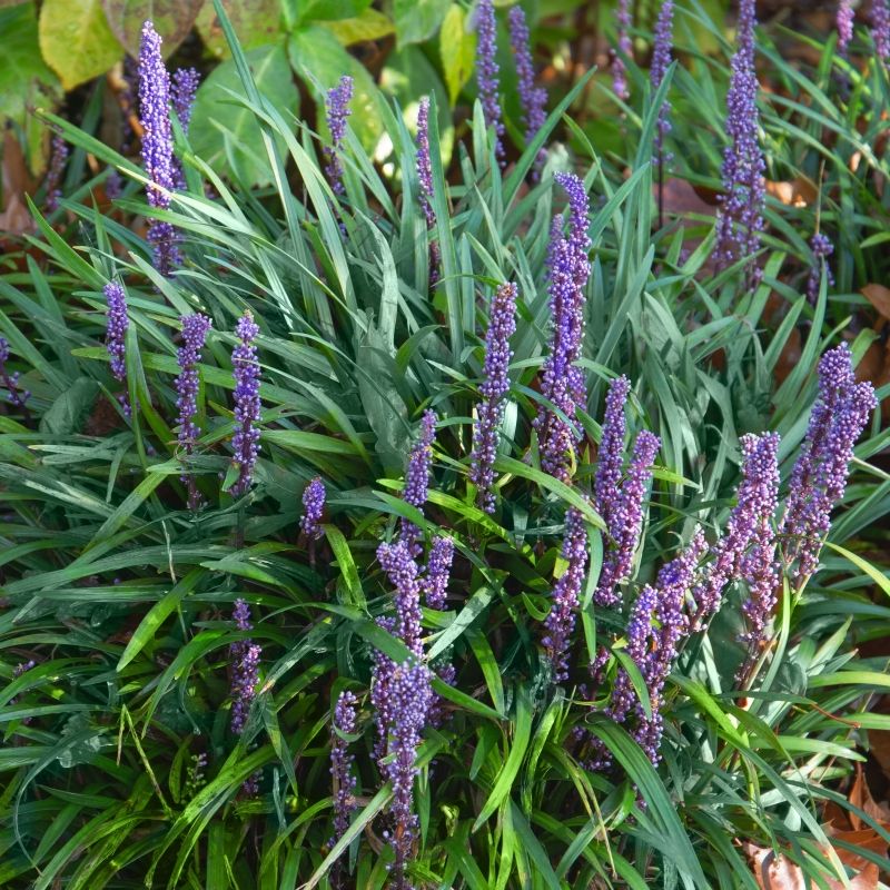 Liriope (Lilyturf)