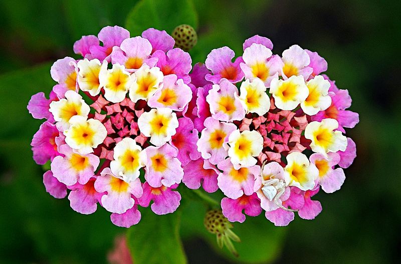 Lantana