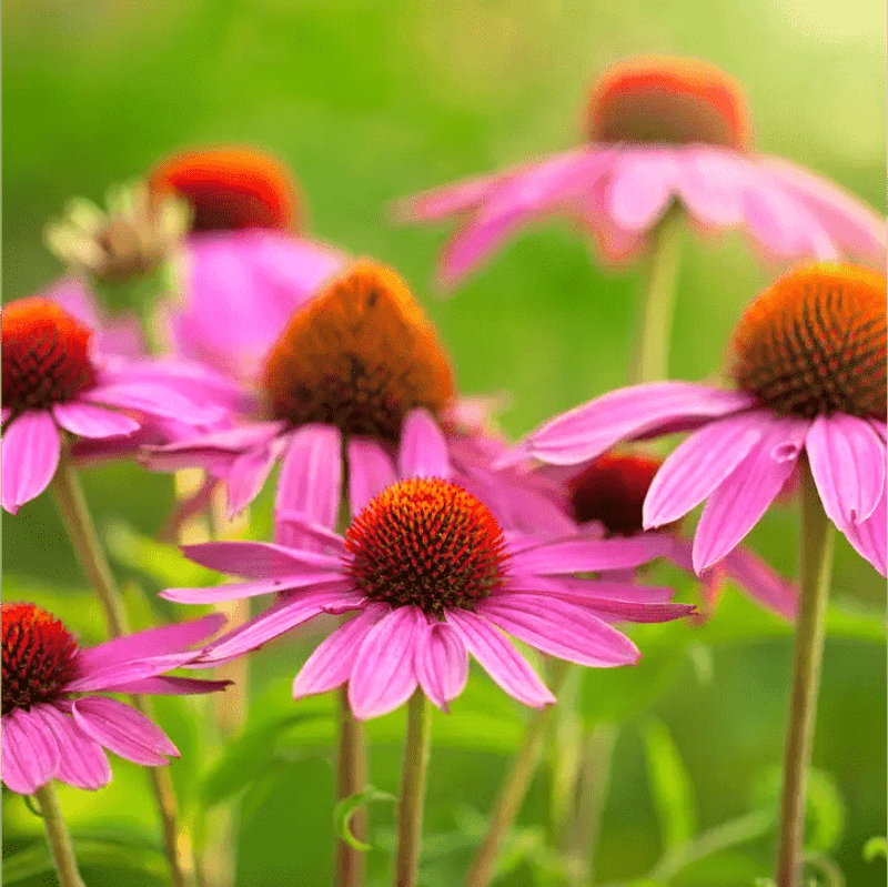 Coneflowers: Butterfly Magnets with Staying Power