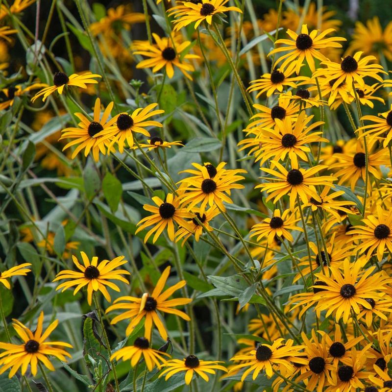 Black-eyed Susan