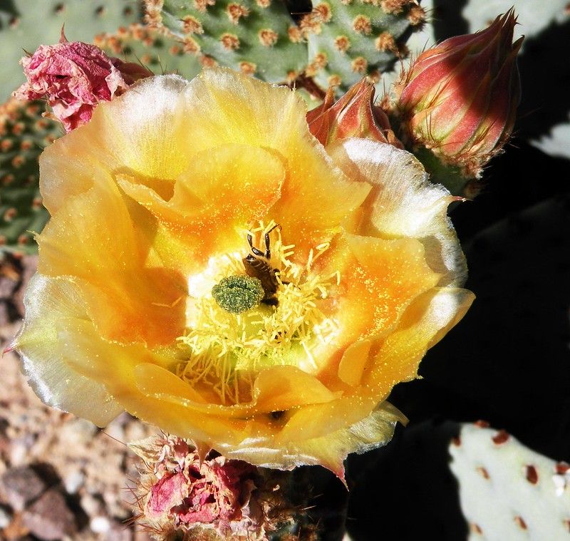 Prickly Pear Cactus