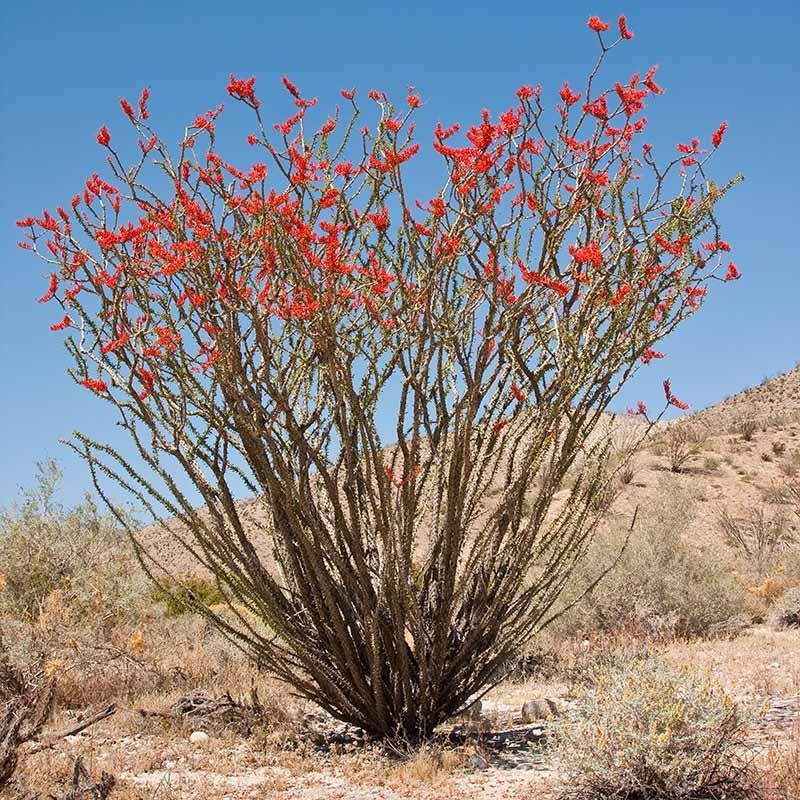 Ocotillo