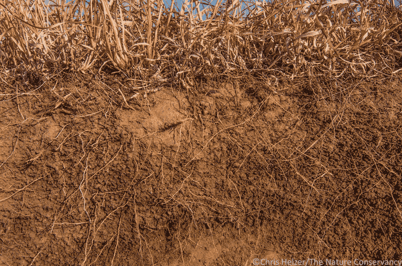 Deep Roots Create Soil Superpowers