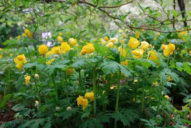 Celandine Poppy