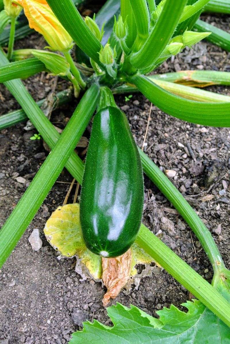 Abundant Zucchini
