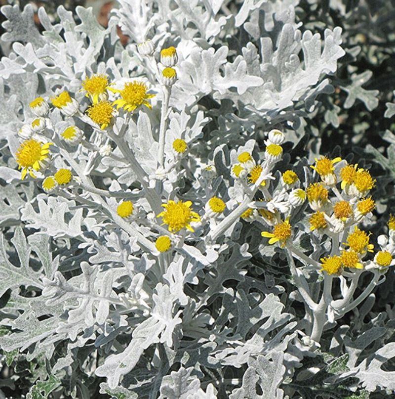 Dusty Miller (Senecio cineraria)