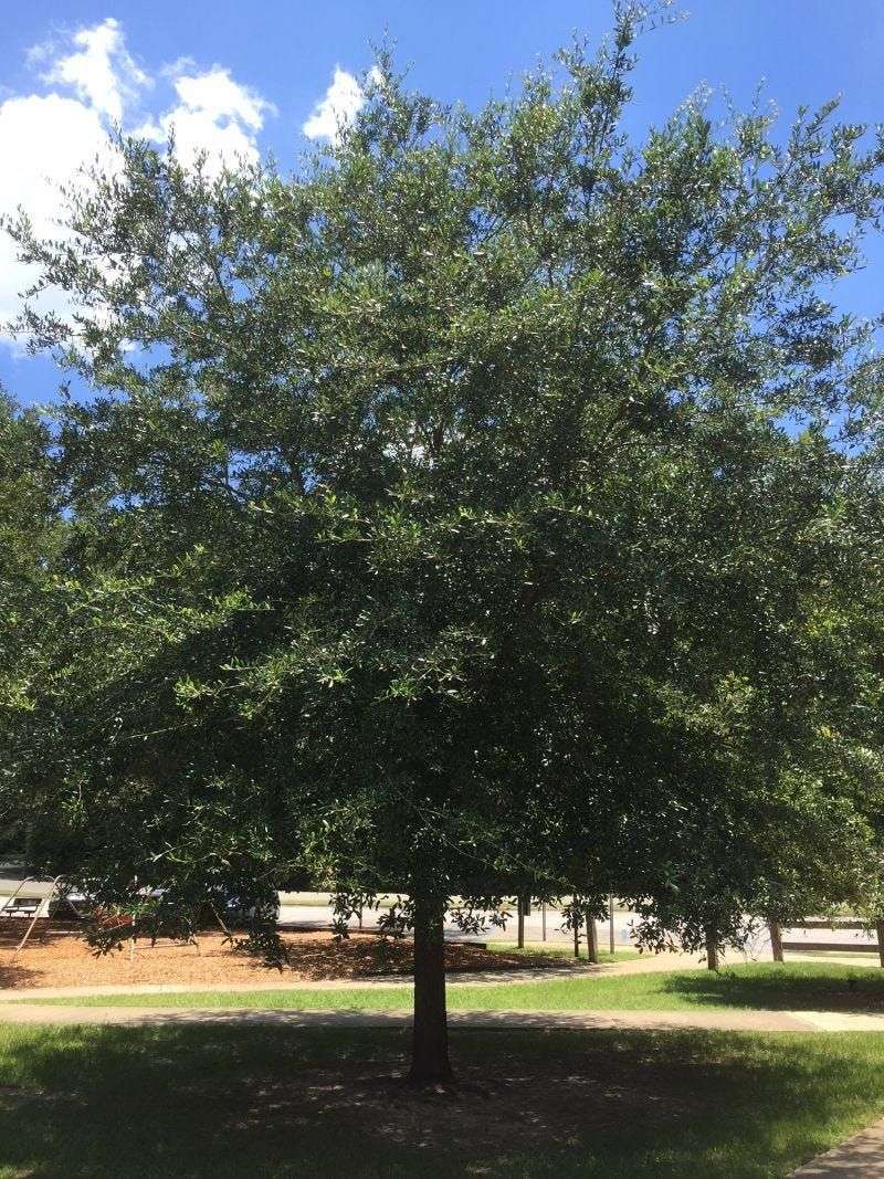 Cedar Elm - The Reliable Shade Provider