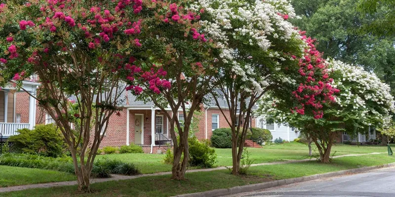 Crape Myrtle